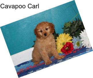 Cavapoo Carl