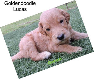 Goldendoodle Lucas