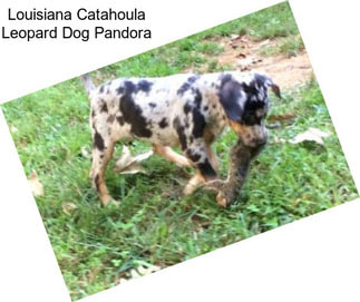 Louisiana Catahoula Leopard Dog Pandora