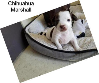 Chihuahua Marshall
