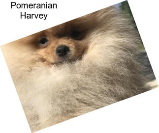 Pomeranian Harvey