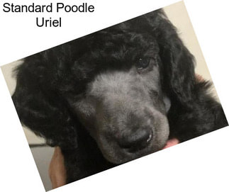 Standard Poodle Uriel