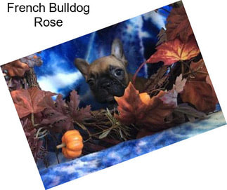 French Bulldog Rose