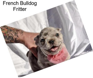 French Bulldog Fritter