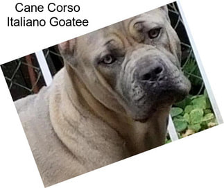 Cane Corso Italiano Goatee