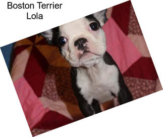 Boston Terrier Lola