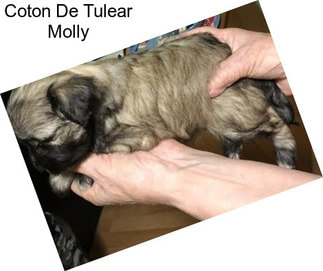 Coton De Tulear Molly
