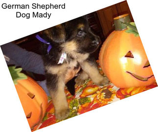 German Shepherd Dog Mady