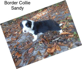 Border Collie Sandy