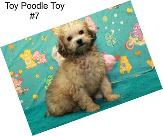 Toy Poodle Toy #7