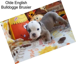 Olde English Bulldogge Brusier