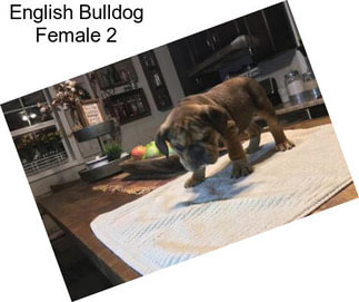 English Bulldog Female 2