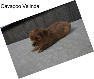 Cavapoo Velinda