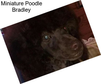 Miniature Poodle Bradley