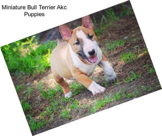 Miniature Bull Terrier Akc Puppies