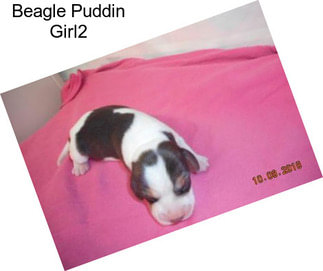 Beagle Puddin Girl2