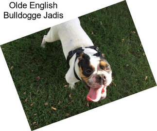 Olde English Bulldogge Jadis