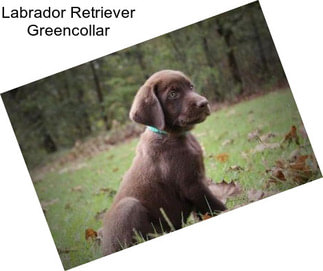 Labrador Retriever Greencollar