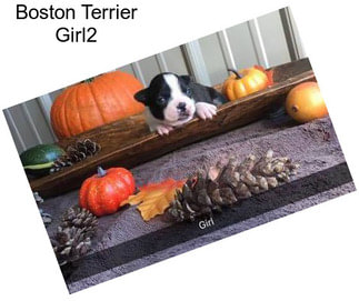 Boston Terrier Girl2