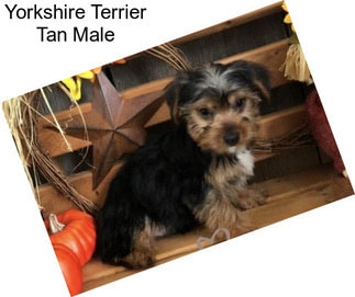 Yorkshire Terrier Tan Male