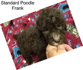 Standard Poodle Frank