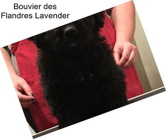 Bouvier des Flandres Lavender