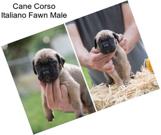 Cane Corso Italiano Fawn Male