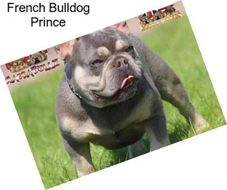 French Bulldog Prince