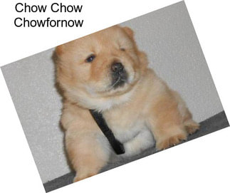 Chow Chow Chowfornow