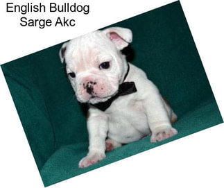 English Bulldog Sarge Akc