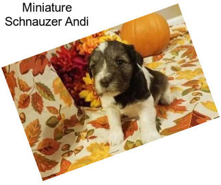 Miniature Schnauzer Andi