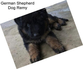German Shepherd Dog Remy