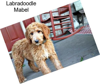 Labradoodle Mabel