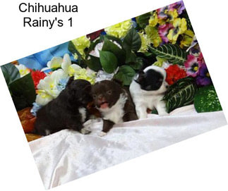 Chihuahua Rainy\'s 1