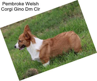 Pembroke Welsh Corgi Gino Dm Clr