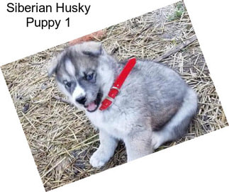 Siberian Husky Puppy 1