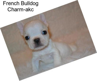 French Bulldog Charm-akc