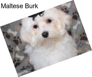 Maltese Burk