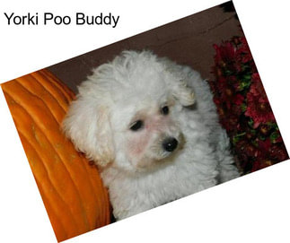 Yorki Poo Buddy