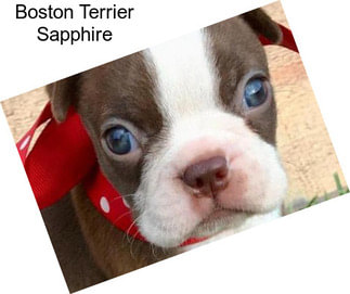 Boston Terrier Sapphire