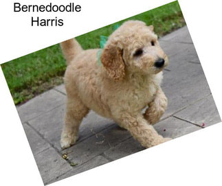 Bernedoodle Harris