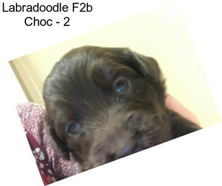 Labradoodle F2b Choc - 2