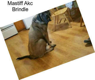 Mastiff Akc Brindle