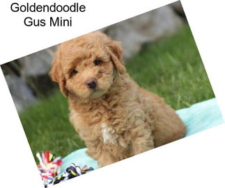 Goldendoodle Gus Mini