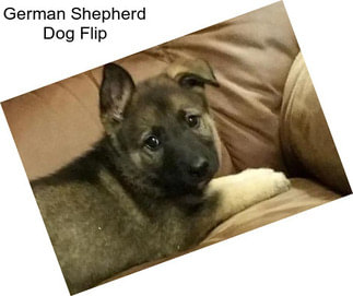 German Shepherd Dog Flip