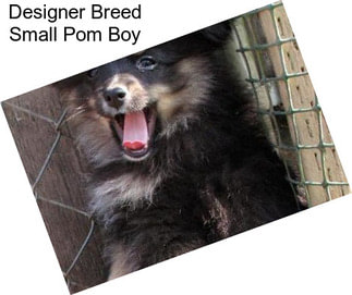 Designer Breed Small Pom Boy