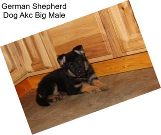 German Shepherd Dog Akc Big Male