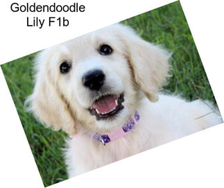 Goldendoodle Lily F1b