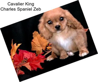 Cavalier King Charles Spaniel Zeb