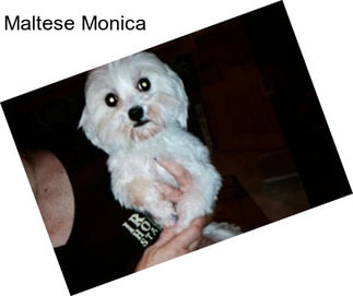 Maltese Monica